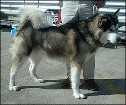 Quelle est la race de ce chien ?