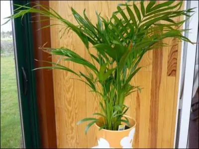 Comment se nomme cette plante ?