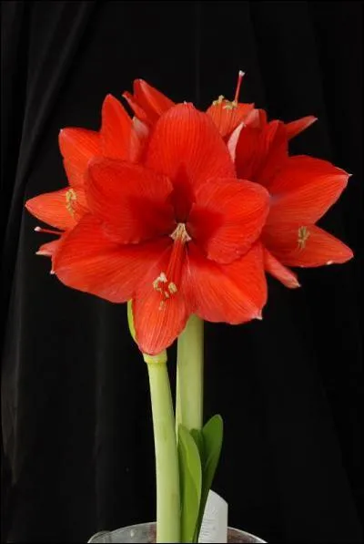 Comment se nomme cette plante ?