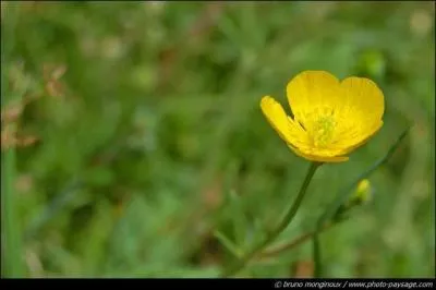 Comment se nomme cette plante ?