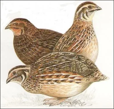 Ces oiseaux sont des :