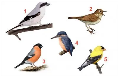 Le chardonneret se trouve en