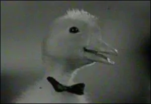 Quelle série avait réussi à faire tourner un caneton, une belette, un cochon d'Inde ?