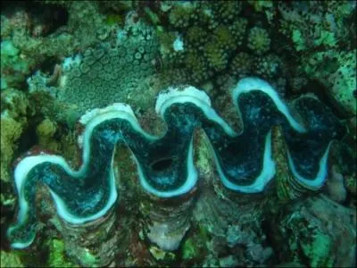 Quel est cet animal ?