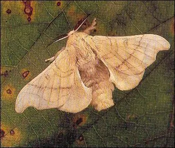 Quel est cet animal ?