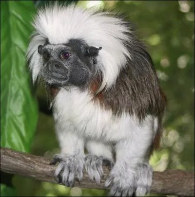 Quel est cet animal ?