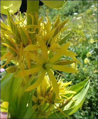 La gentiane jaune est une plante...