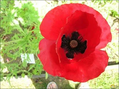 Les coquelicots coupés tiennent-ils longtemps dans un vase ?