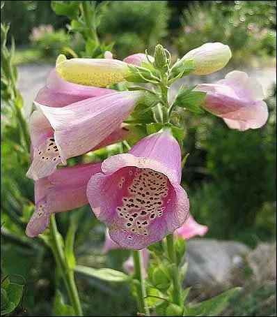La digitale pourpre est une fleur...
