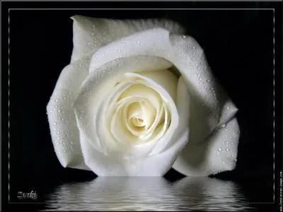 Que signifie la rose blanche ?
