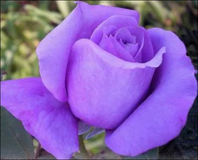 Que signifie la rose violette ?