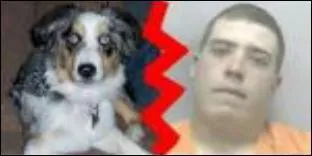 Quel est le lien entre ce chien et cet homme ?