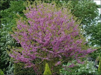 Quel est cet arbre ?