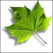 A quel arbre appartient cette feuille ?