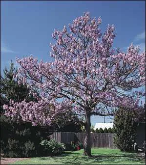 Arbre � floraison bleu violac�