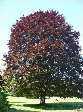 Quel est cet arbre � feuillage pourpre ?
