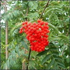 Dans quel arbre trouve-t-on ces fruits, appr�ci�s des oiseaux ?