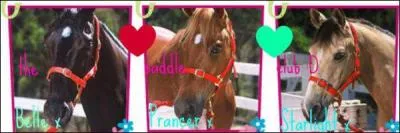 Comment s'appellent les chevaux de Lisa, Stph et Carole ?