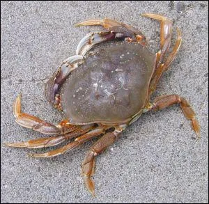 Mammifre ou poisson ?