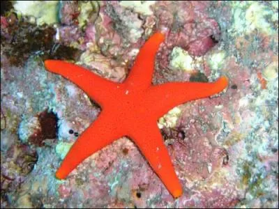 Mammifre ou poisson ?