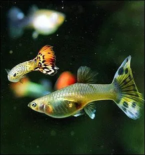 Mammifre ou poisson ?