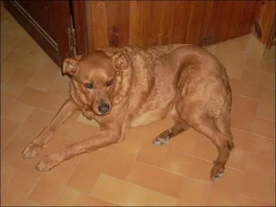 De quelle race est ce chien ?