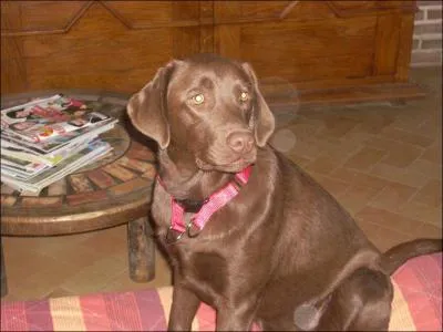 De quelle race est ce chien ?