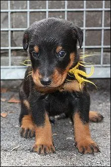 De quelle race est ce chien ?