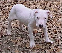 De quelle race est ce chien ?