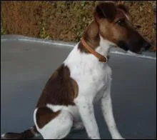 De quelle race est ce chien ?