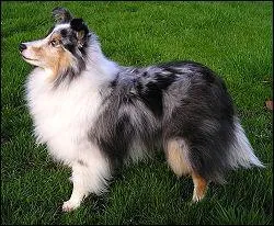 De quelle race est ce chien ?