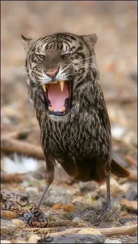 Quel est cet animal ?