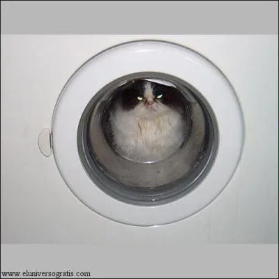 Que fait cet animal ?