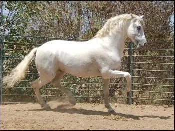 Quelle est cette race ?