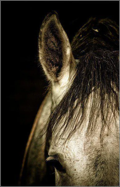 Quel ge avait le plus vieux cheval du monde ?