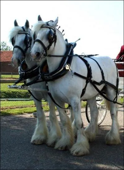 Jusqu' combien de kilos peut peser un shire ?