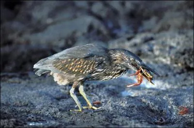 Quel est cet animal ?