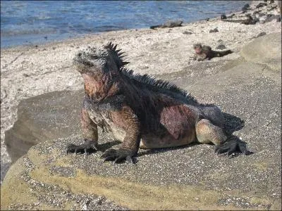 Quel est cet animal ?