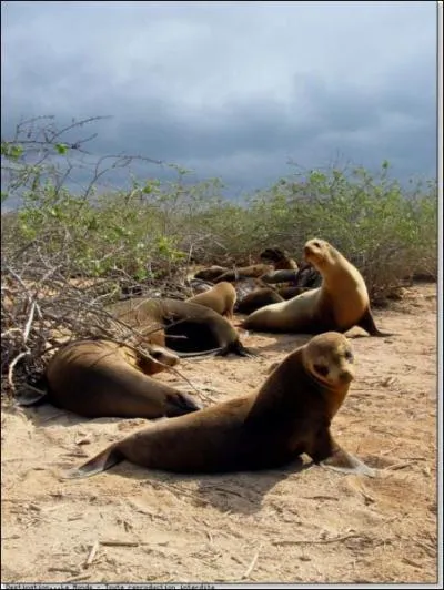 Quel est cet animal ?