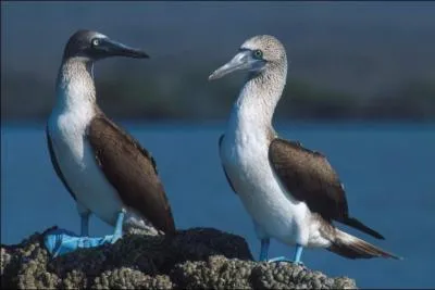 Quel est cet animal ?
