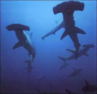 Quel est cet animal ?