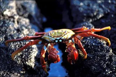 Quel est cet animal ?