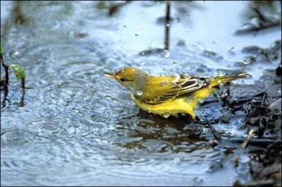 Quel est cet animal ?