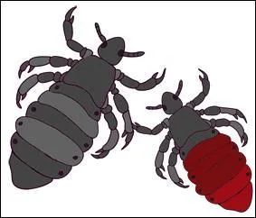 'corcher un pou pour en avoir la peau' veut dire :