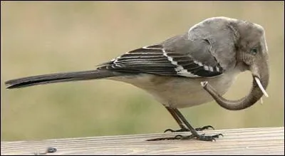 Quel est cet animal ?