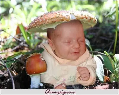 Quel est ce champignon ?