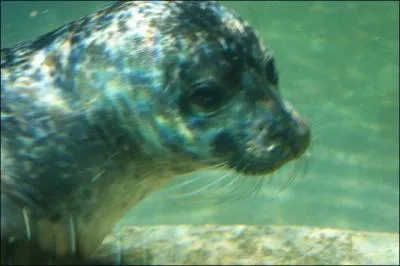 A Portaferry, au sud de Belfast, se trouve un hpital un peu particulier. Que soigne-t-il ?