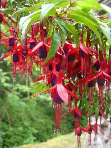 Quel est le nom de cet arbuste aux couleurs flamboyantes que l'on trouve un peu partout en Irlande ?