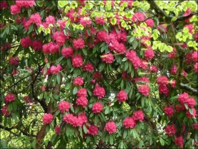 Quel arbre  fleurs blanches  rouges de la famille des Ericaces est trs frquent en Irlande du Nord ?