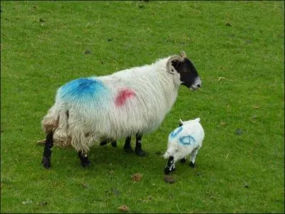 Pour quelle raison les moutons sont-ils ainsi dcors ?